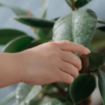 Green and Safe: Kid-Friendly House Plants