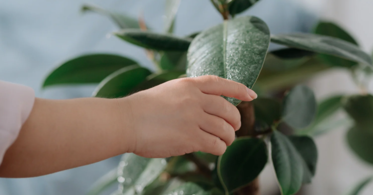 Green and Safe: Kid-Friendly House Plants